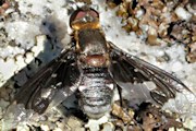 Bee-fly (Balaana gigantea) (Balaana gigantea)